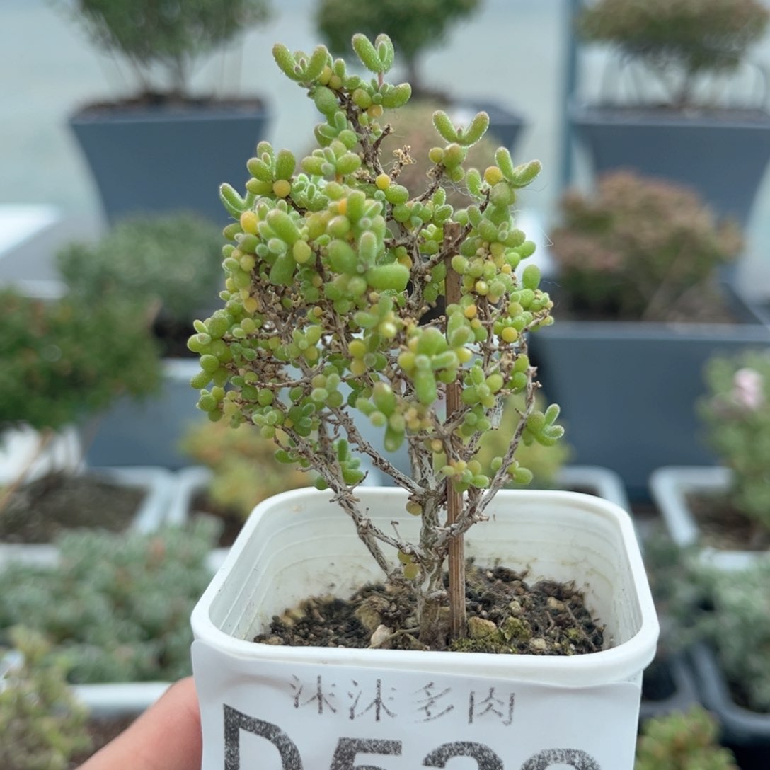 522小小米枝干番杏