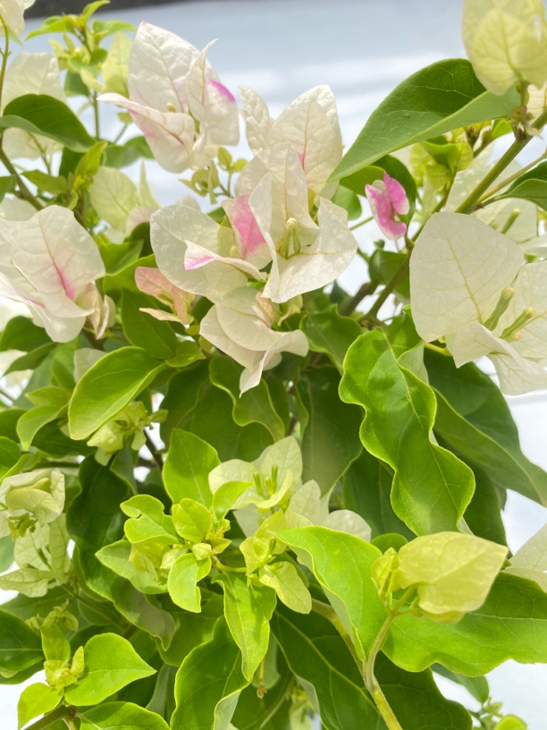 《红心樱花》三角梅绿植花卉壮苗四季开花好养活