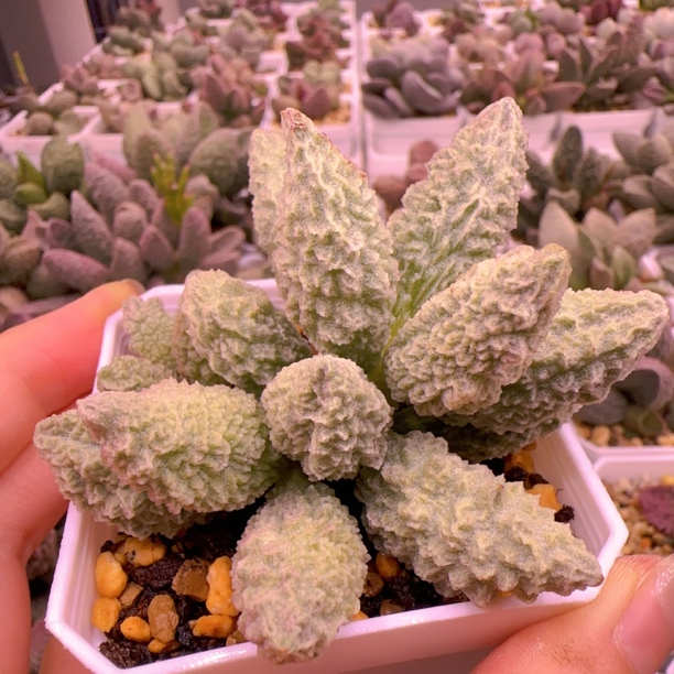 实生新品 甘蓝整株多肉水泡 一物一拍