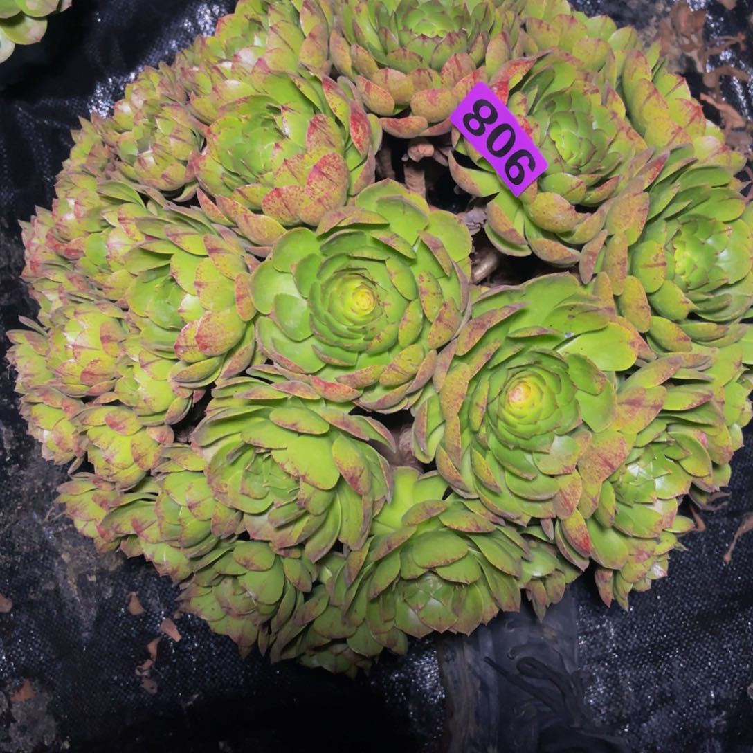 万拉丝14//5包邮法师