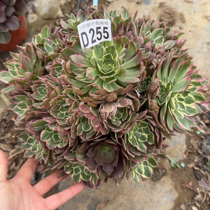 水蜜桃……多肉植物……