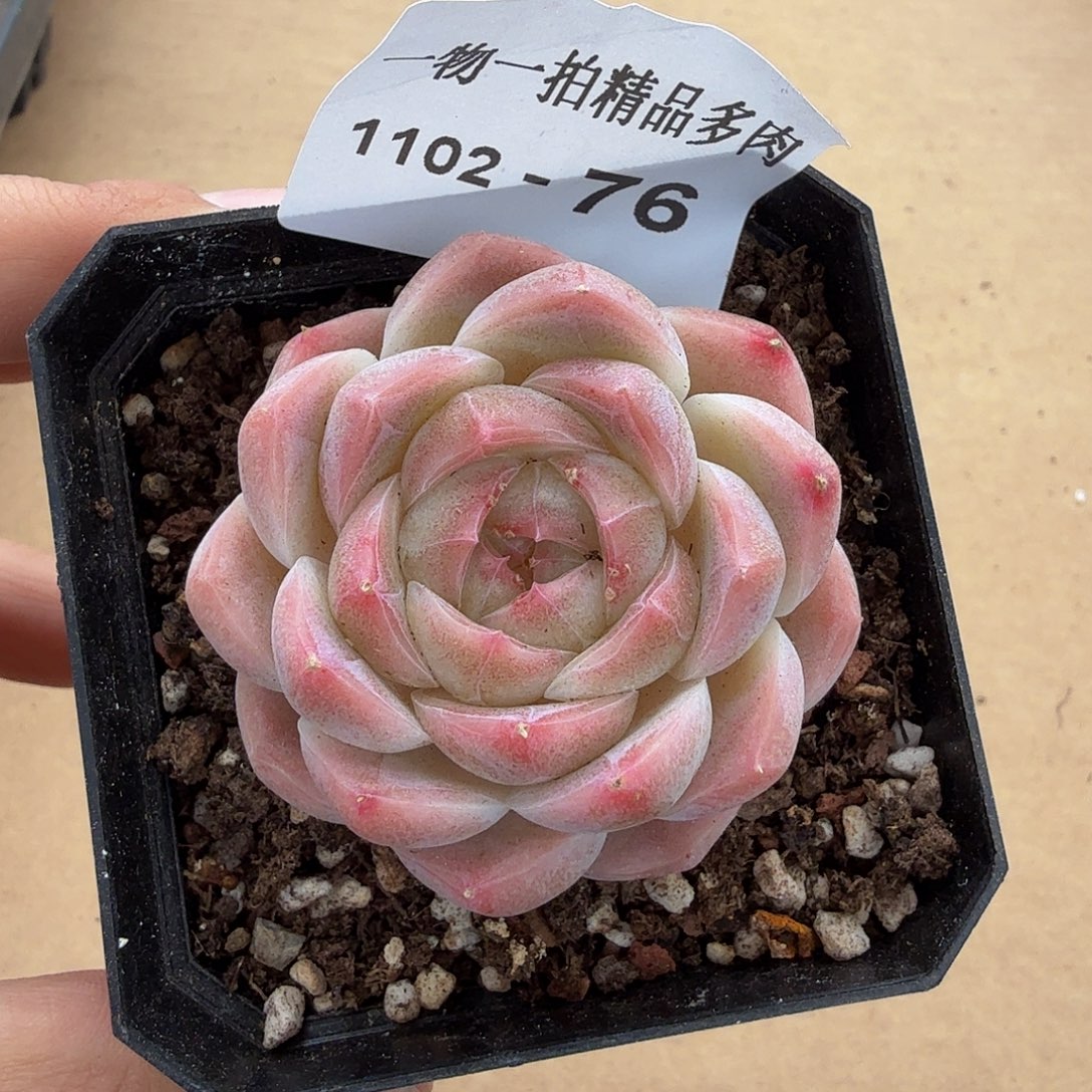 1102-76单颗珍妮多肉