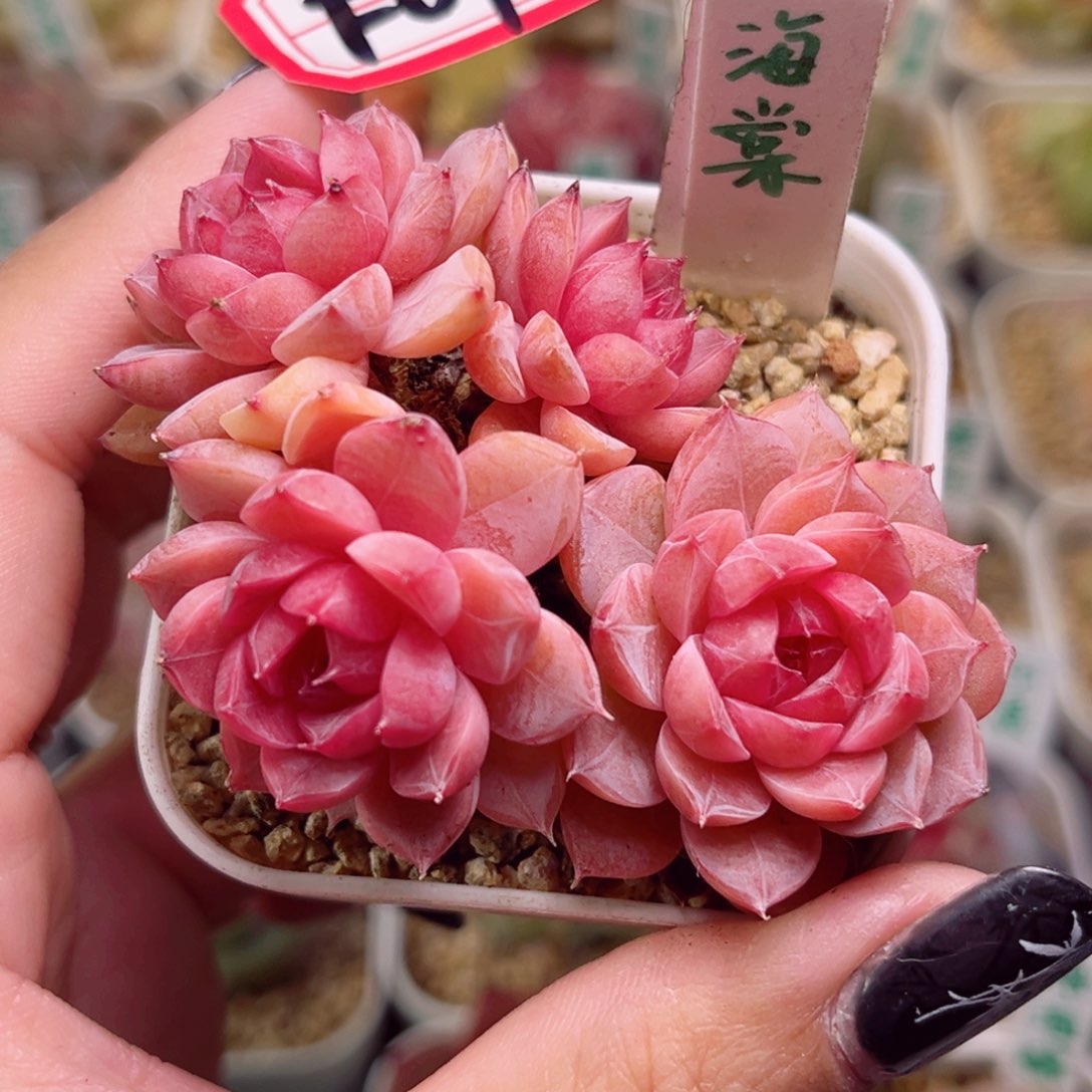 F07一物一拍 海棠珍妮