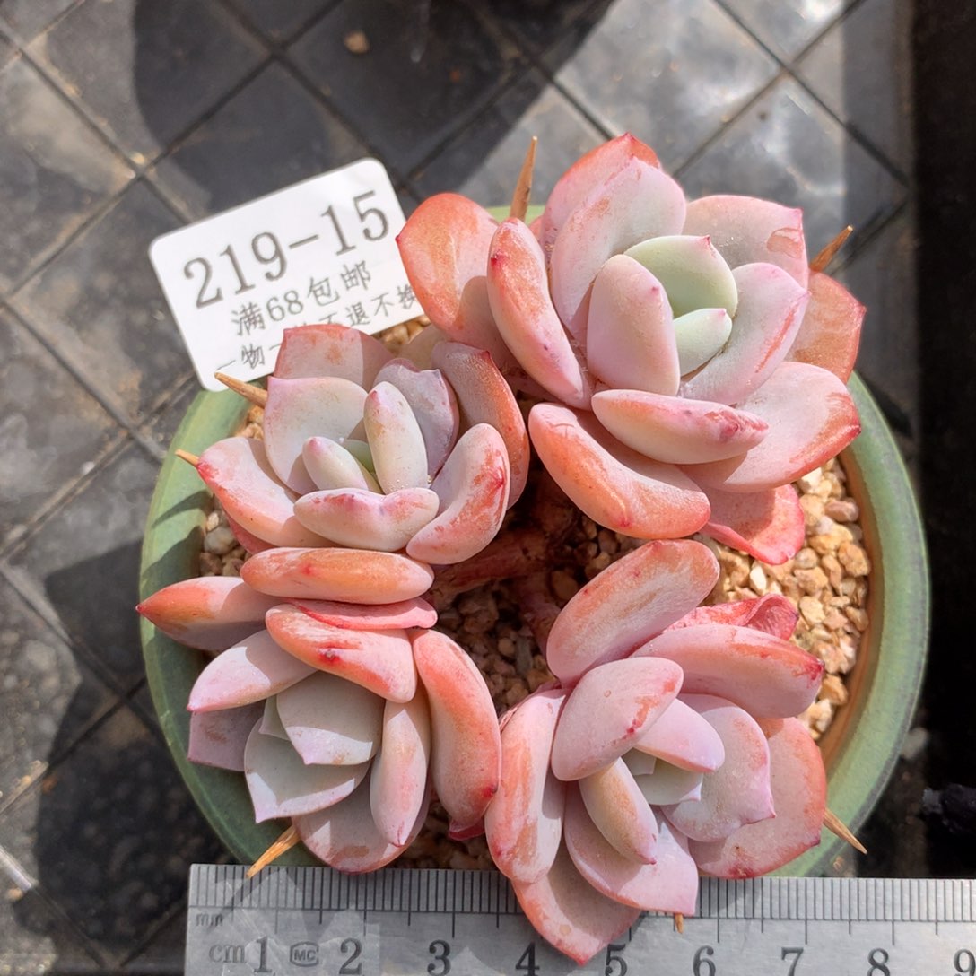 奶茶四头整桩冠服7