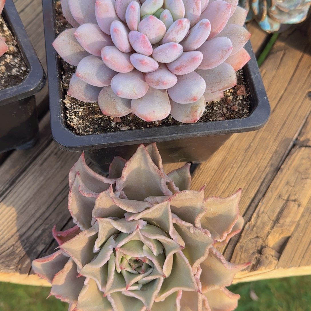 多肉植物美人 filin