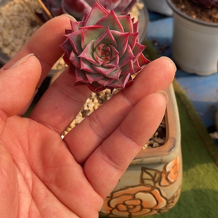 惊鸿仙子多肉植物3001