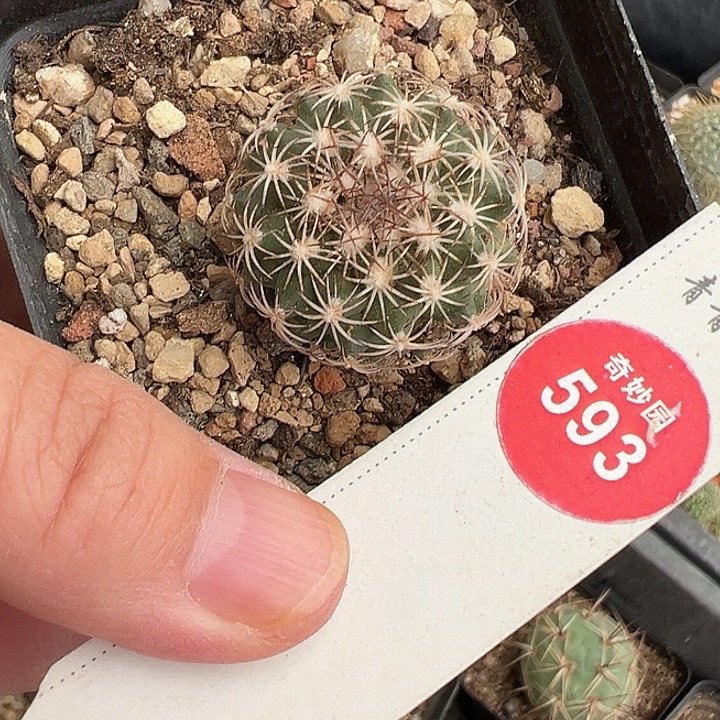 实生伊莎贝拉娇丽2.8cm