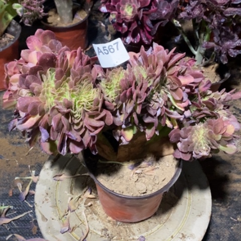 万圣节缀一物一拍