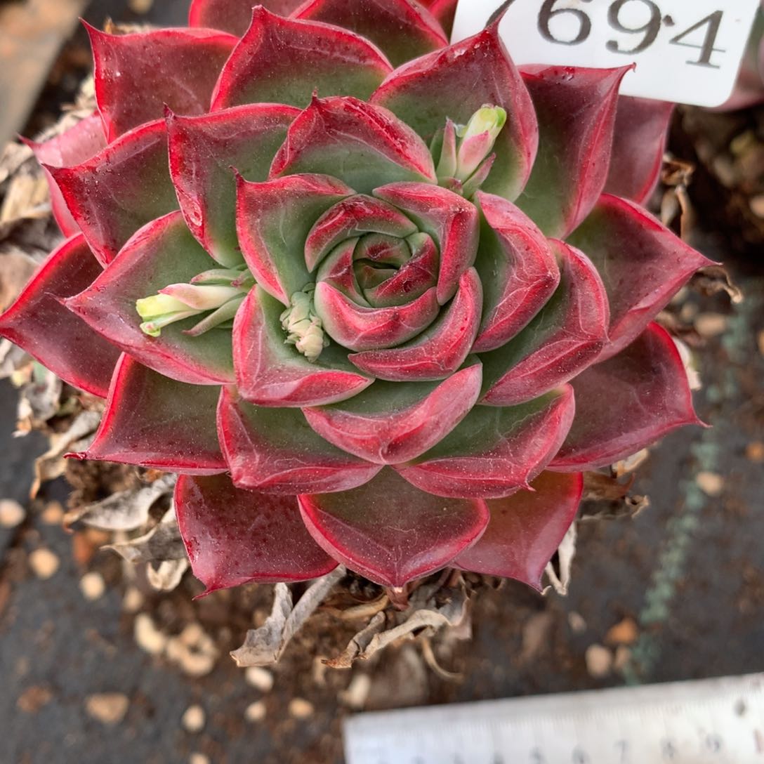 7694杂交多肉老桩