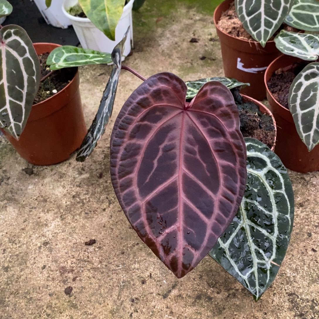 无花朵nse花烛大.