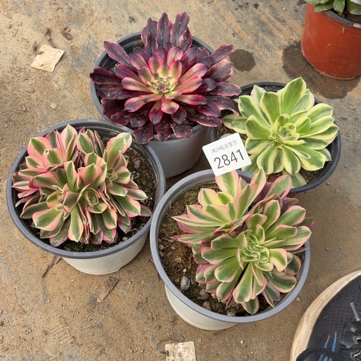 4颗多肉法师2841