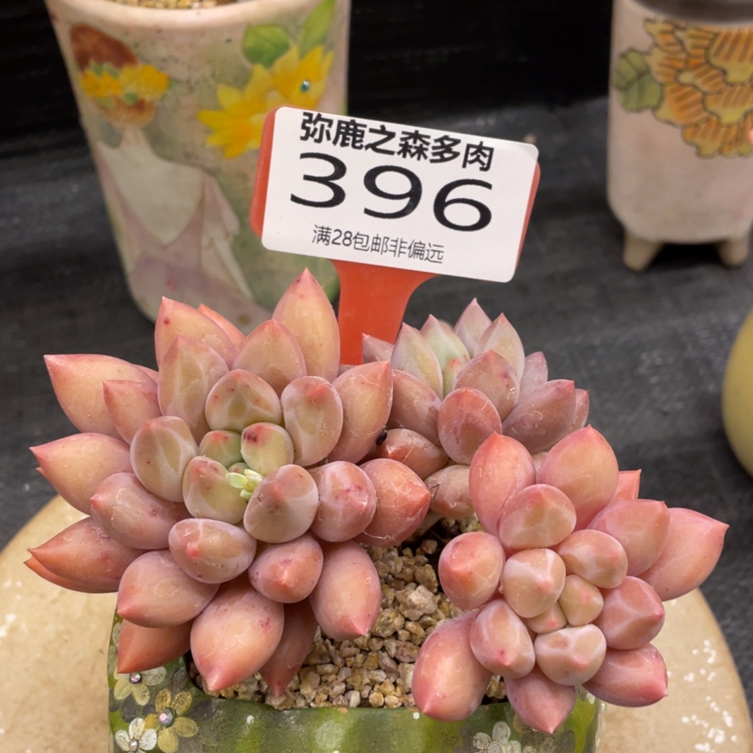 弥鹿之森一物一拍