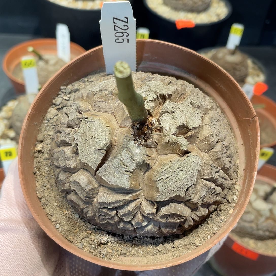 265号龟甲龙不退不换