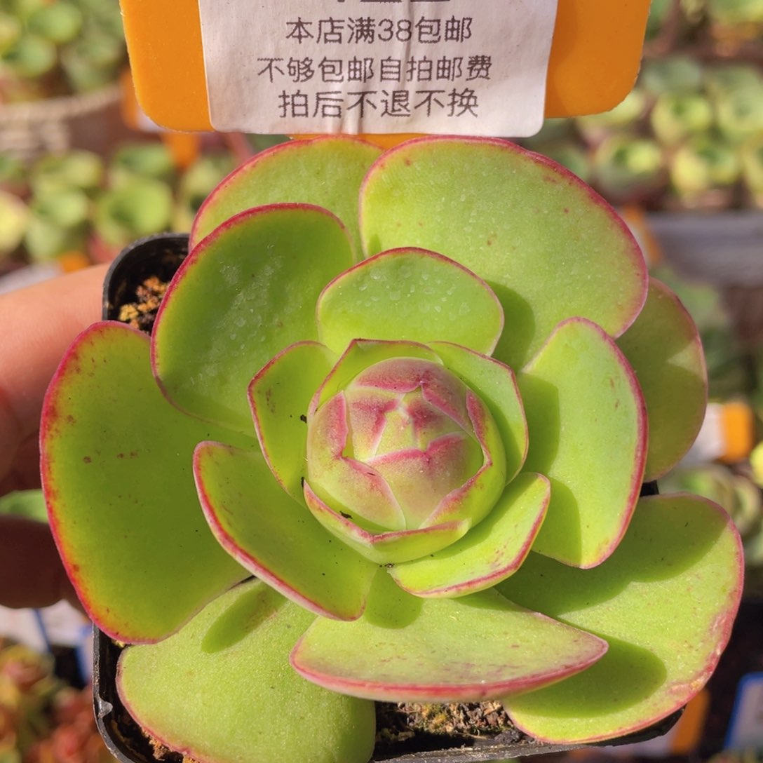 新品422一物一拍