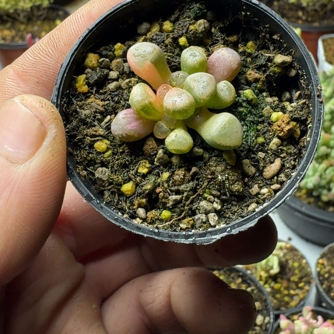 Z*r多肉植物枝干番杏