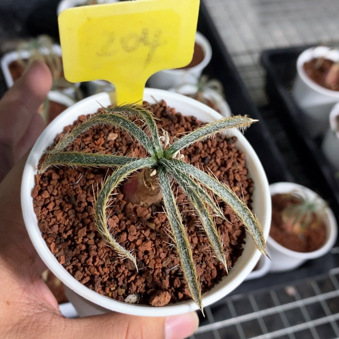 金刚毛叶弹簧草多肉植物