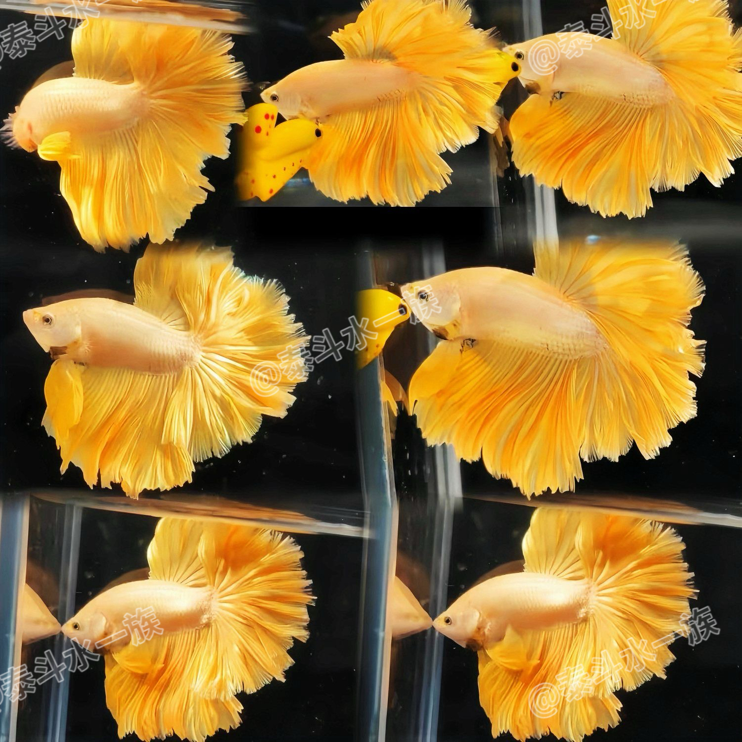 341-375斗鱼半月观赏鱼耐活淡水宠物鱼网红婚纱大尾巴