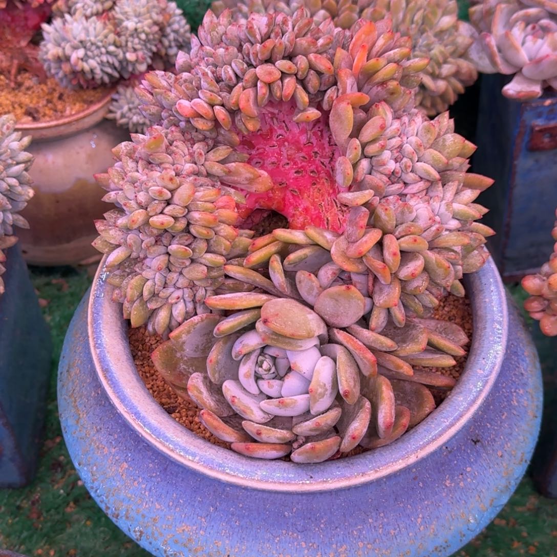 星影树缀无砍多肉