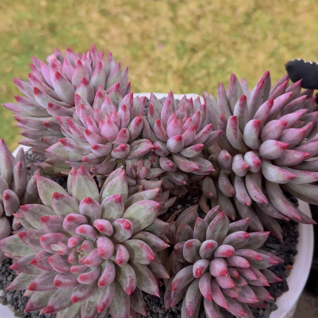 我***姐多肉植物多肉植物