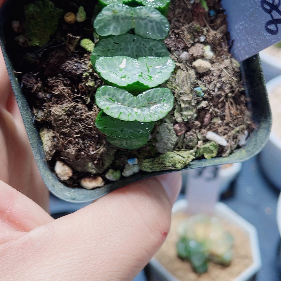 玄武玉扇精品十二卷