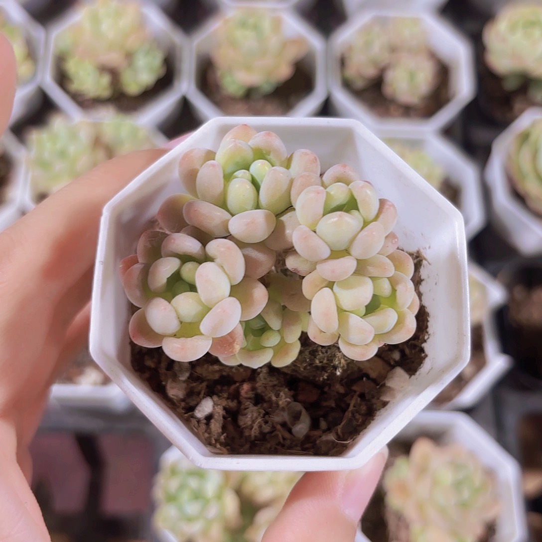精品洛可可多肉植物