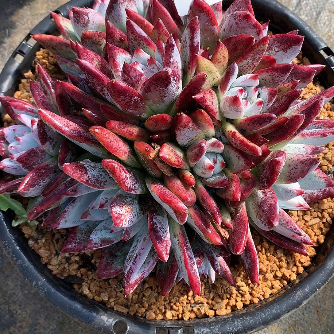 腊*红卡一物一拍16-73