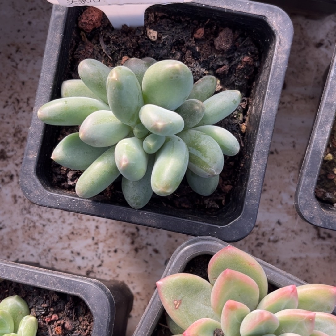 蓝眼睛多肉植物931