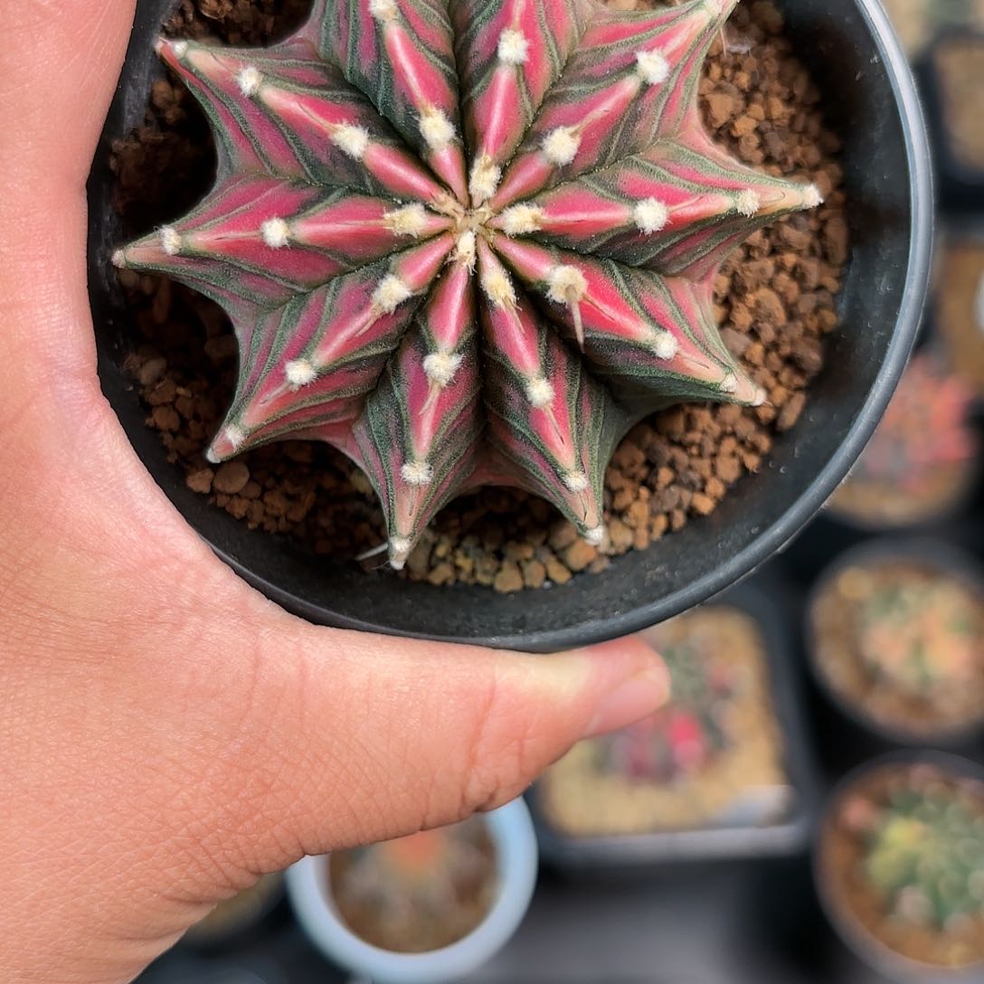 泰系实生米哈仙人球600