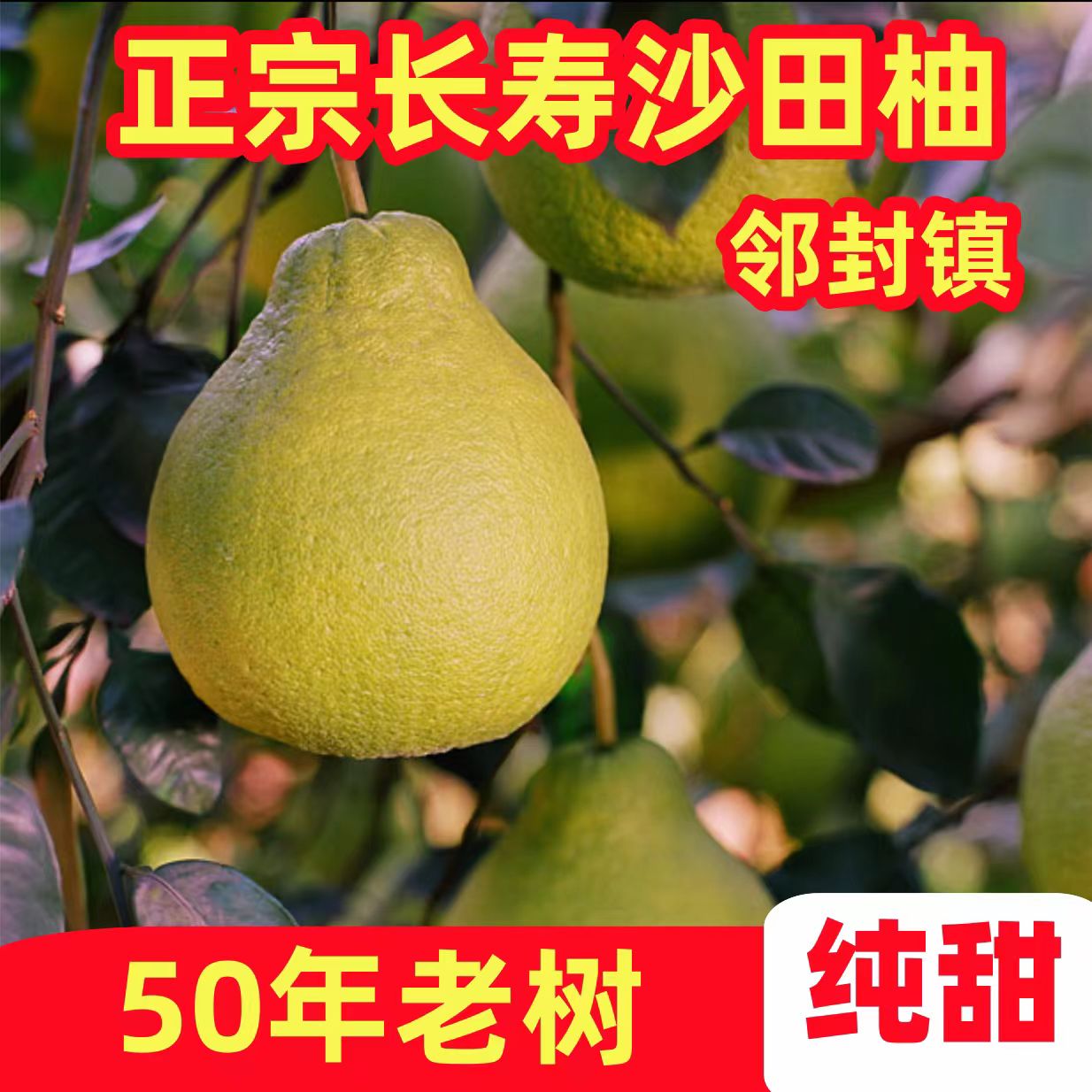 【次日达】渝贵川专拍*长寿沙田柚正宗白心沙田柚新鲜柚子果园直发沙田大果应季水果整箱重庆市