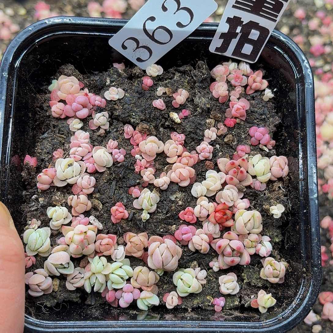 多肉植物多肉植物363量拍