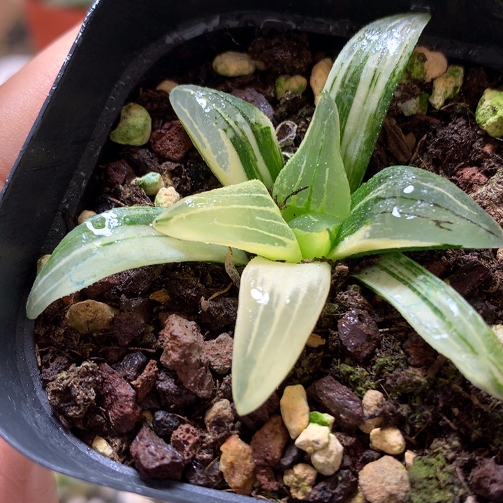 红纹寿锦带盆土发货