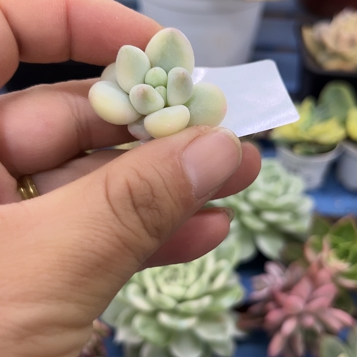 277多肉植物一物一拍