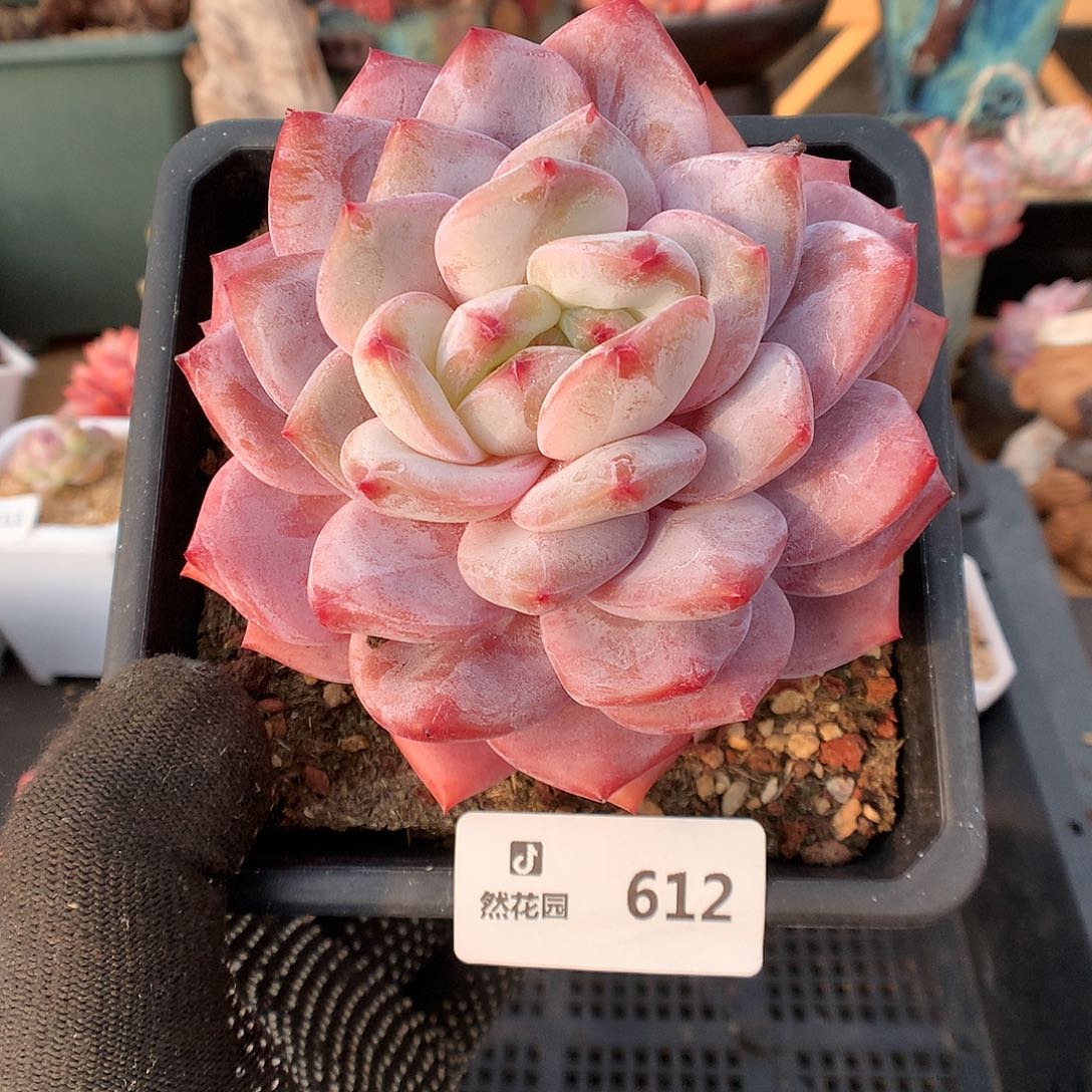 612梦露多肉植物6666
