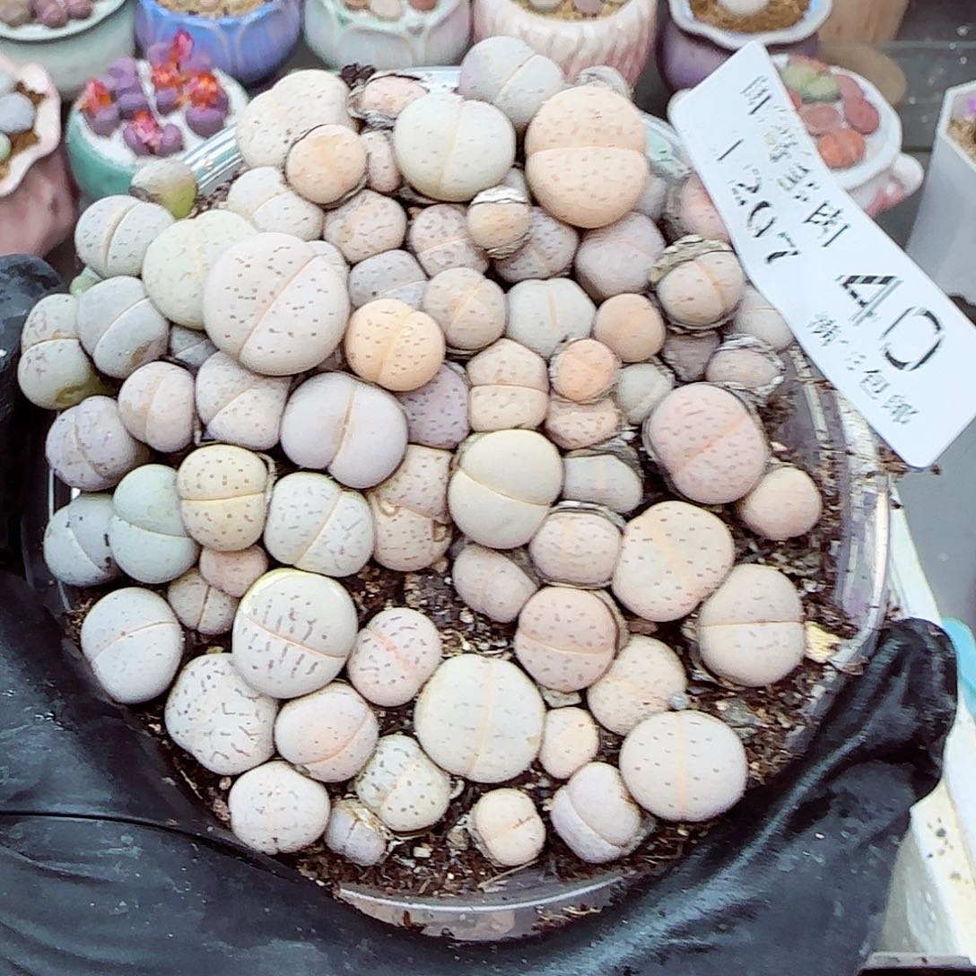 生石花满18包邮1207-40