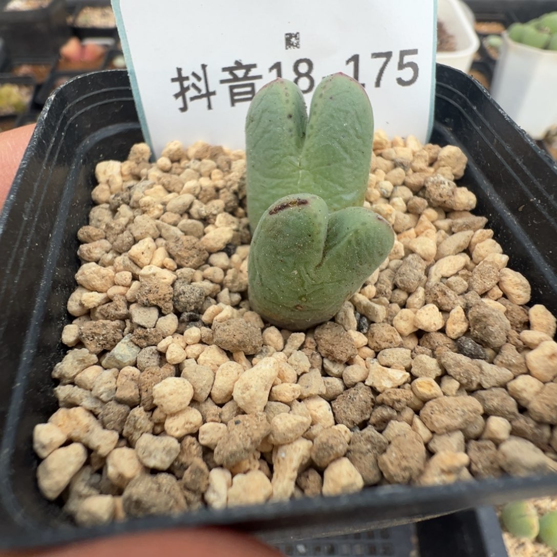 &***&18-175肉锥多肉植物