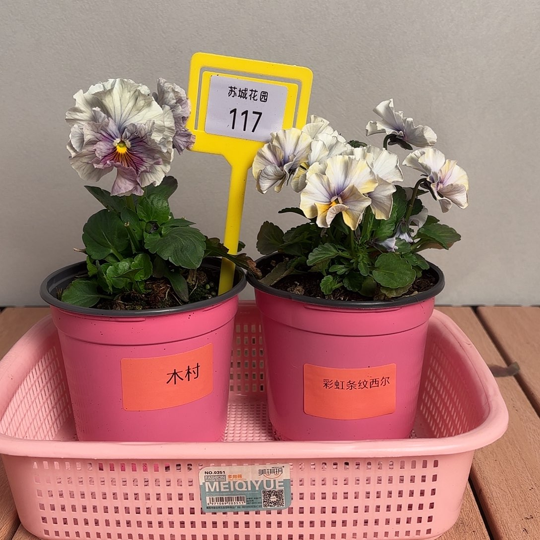 大部分开放少量花苞117