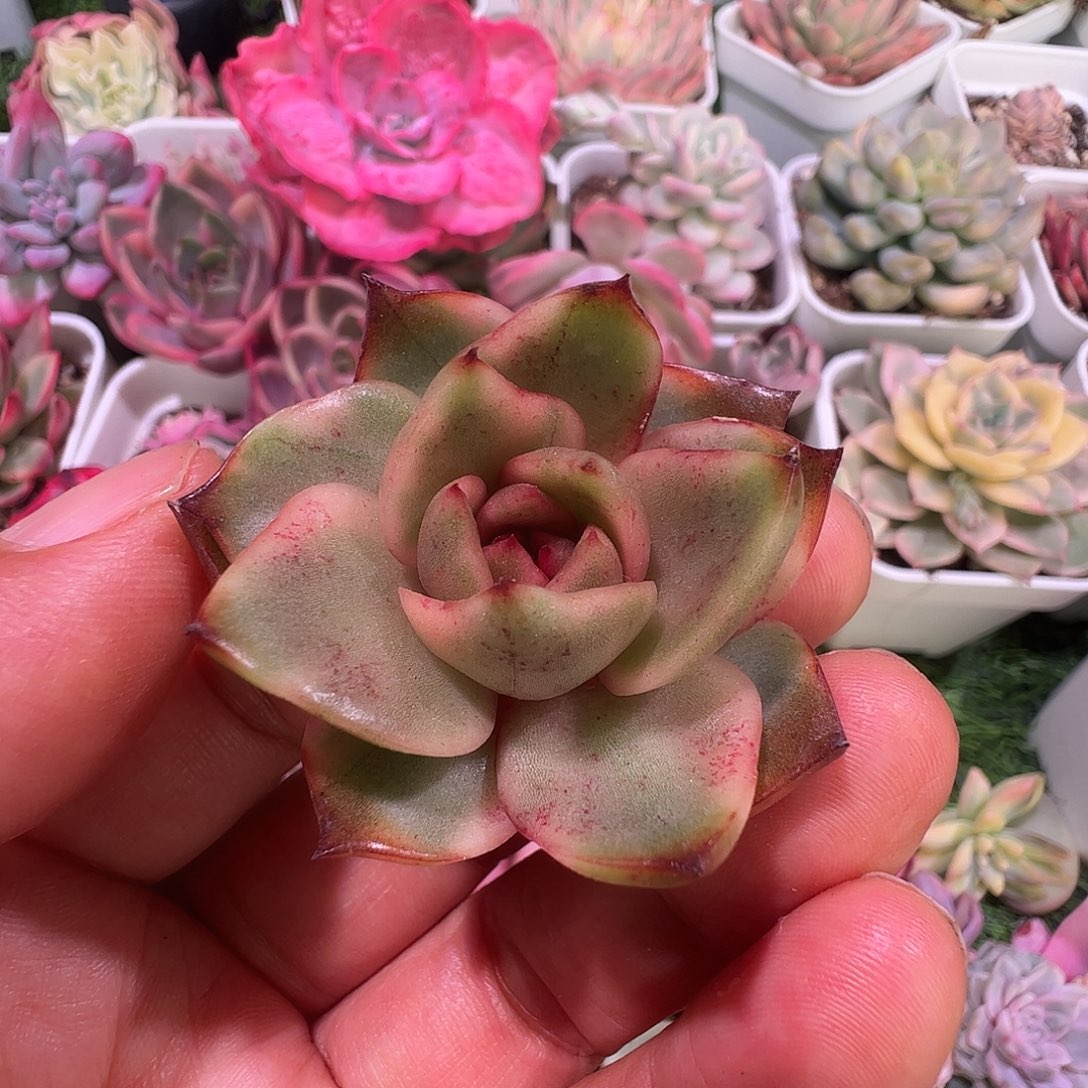红玫瑰多肉植物锦