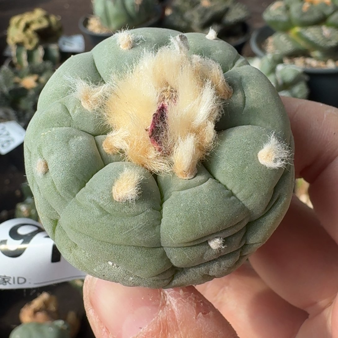 【闪购商品】实生蓝白肌大尤鲜919