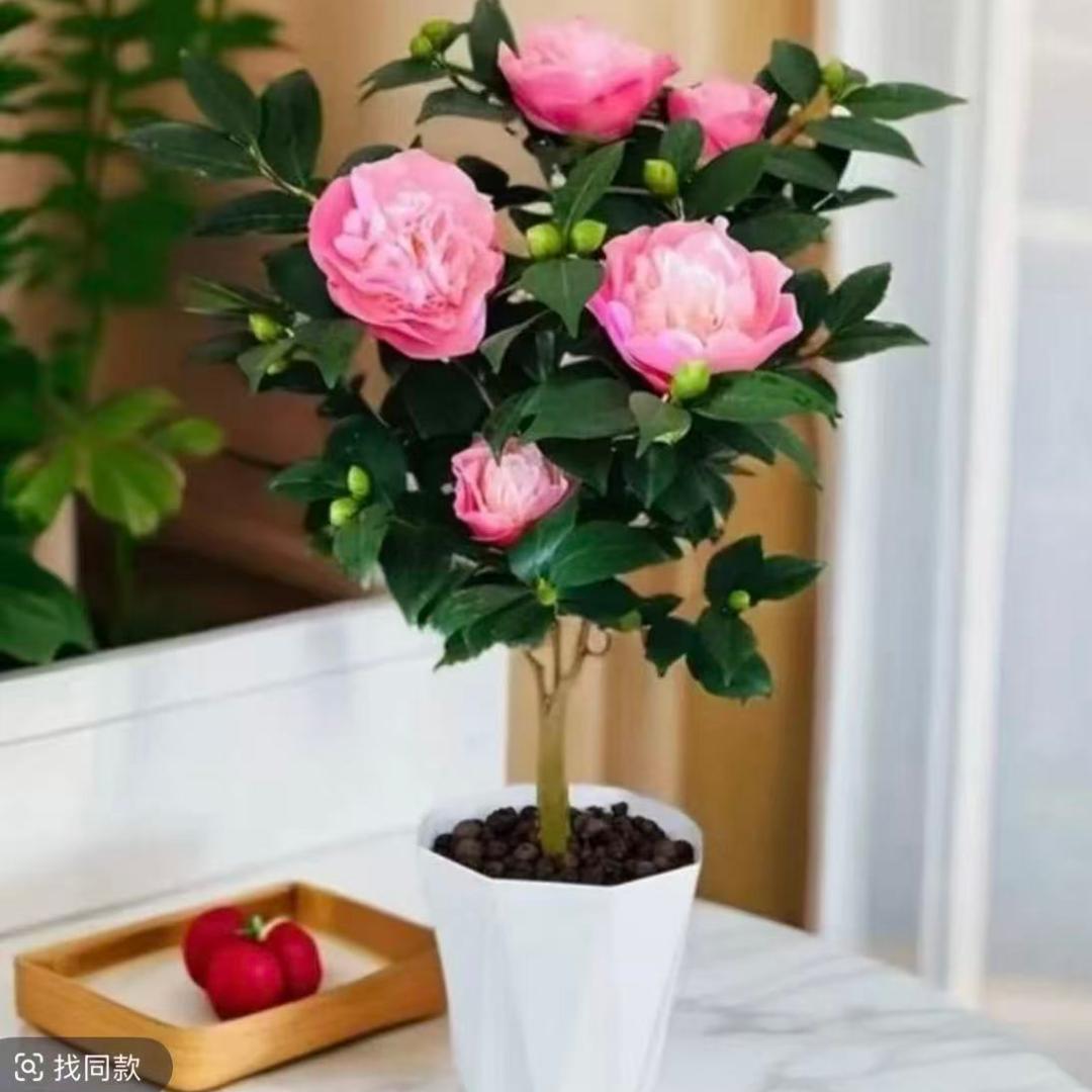 带花盆带花苞浓香型香妃山茶花盆栽室内外好养耐寒耐热绿植