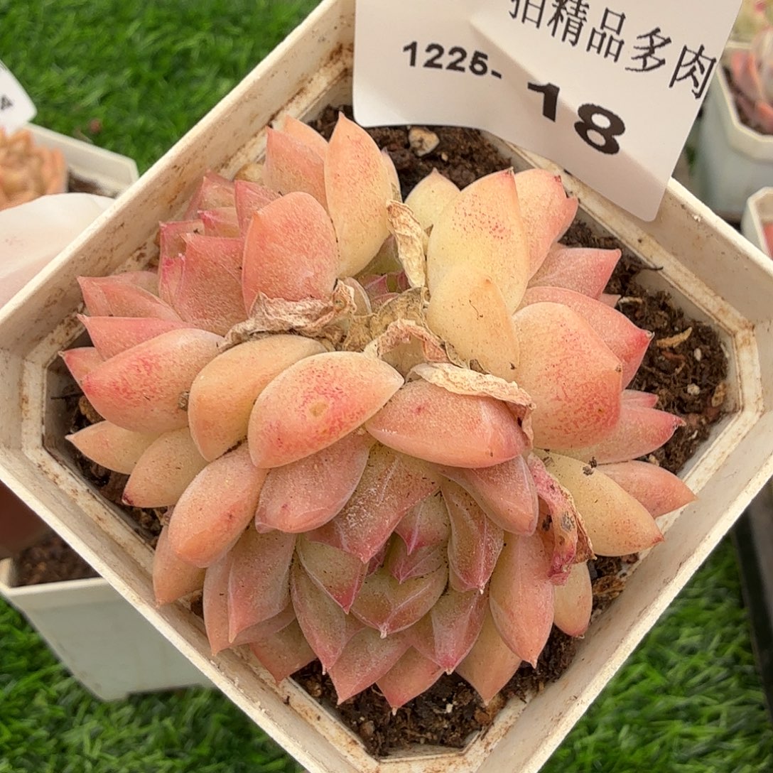 1225-18多肉一物一拍