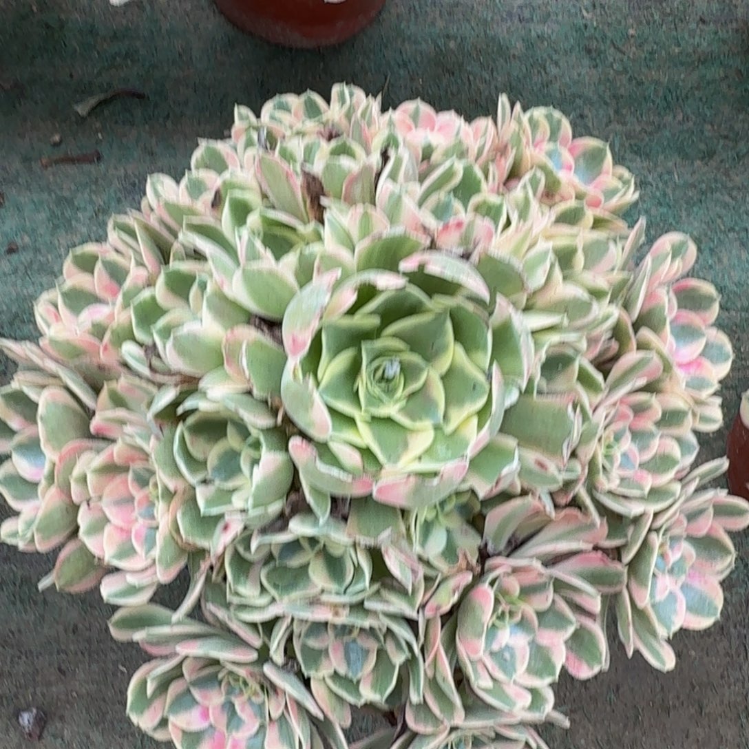 189妖月精品法师多肉