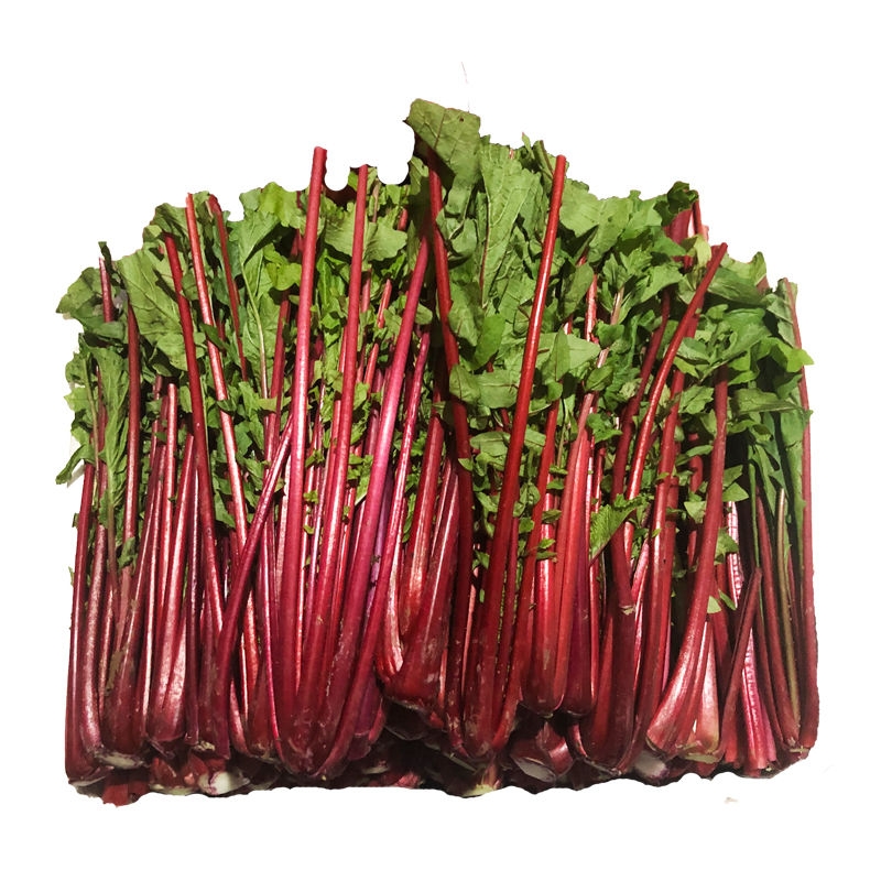 高山露天种植红皮萝卜杆杆