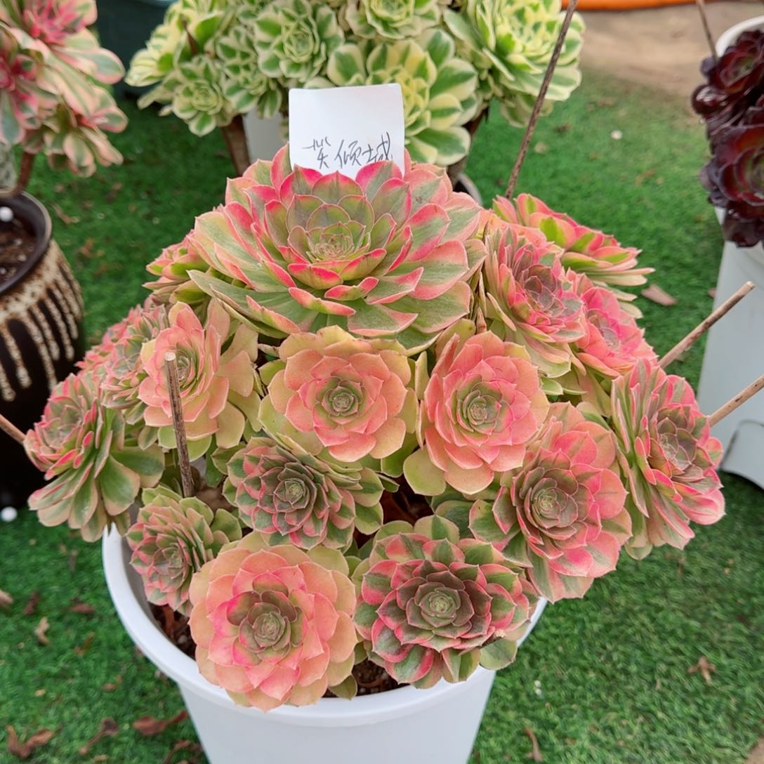 一***城雨何，多肉植物生长