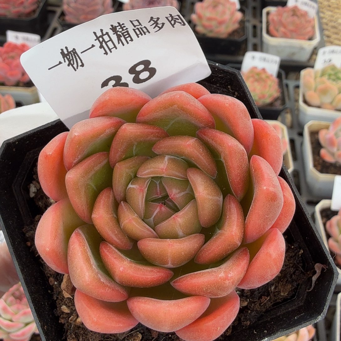 1023-38珍妮多肉脱土