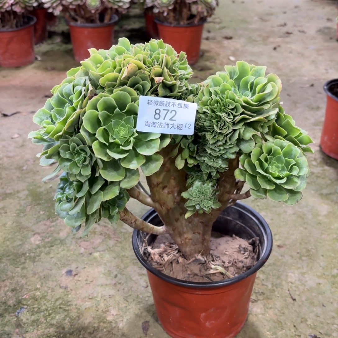 872绿羊绒缀化多肉植物