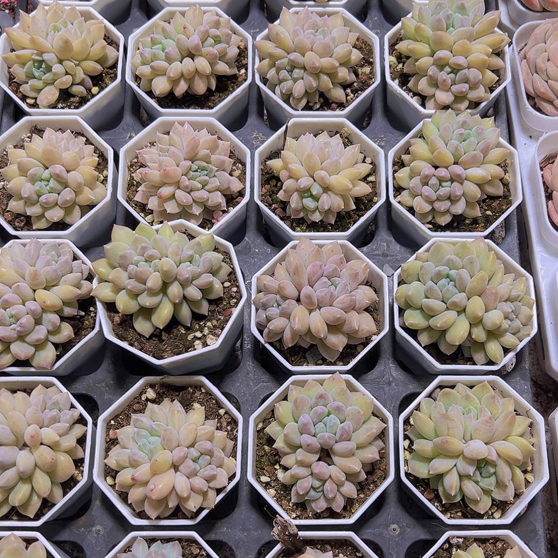 双头奶糖19包邮多肉植物