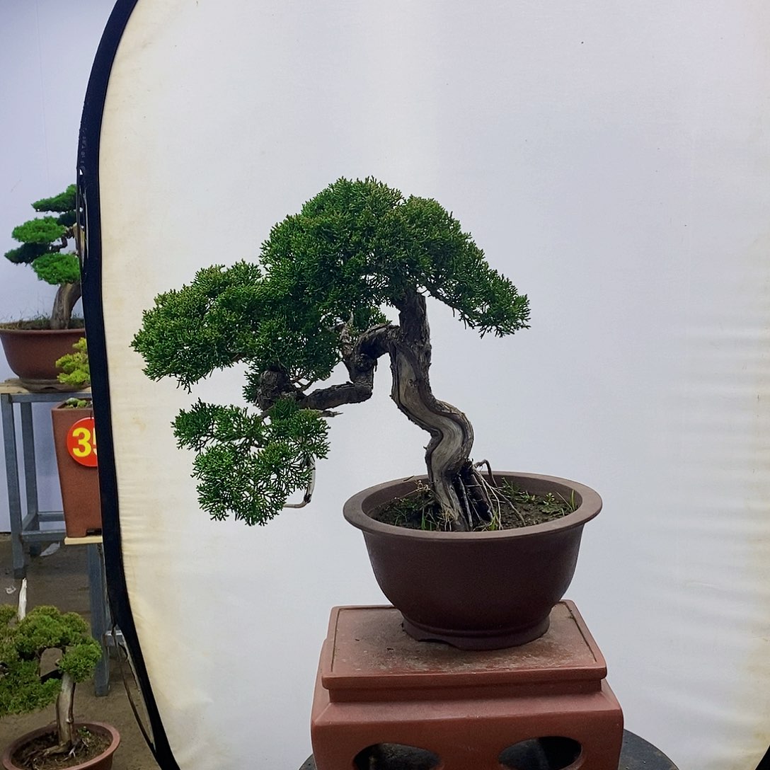 【闪购商品】无花朵思*斋