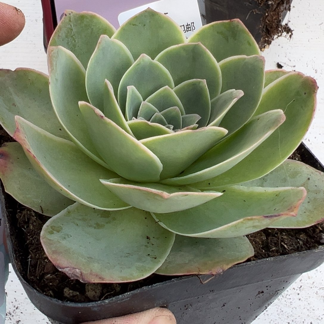 05 山地玫瑰基地带盆土黄帕