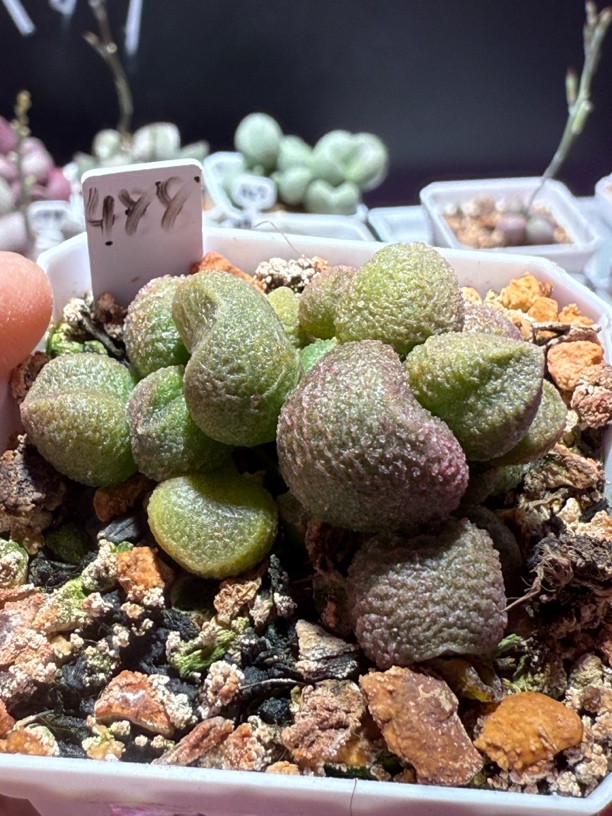 特价实生水泡，带盆发货满88包顺丰