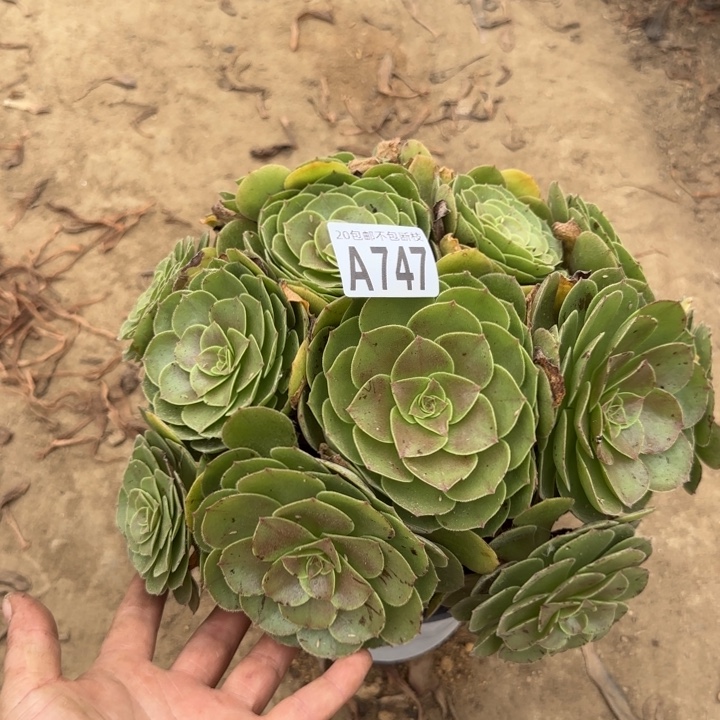 万圣节……多肉植物……